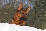 BERGER ALLEMAND 490
